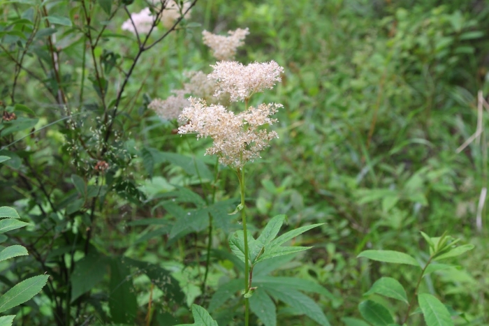 Таволга вязолистная лабазник