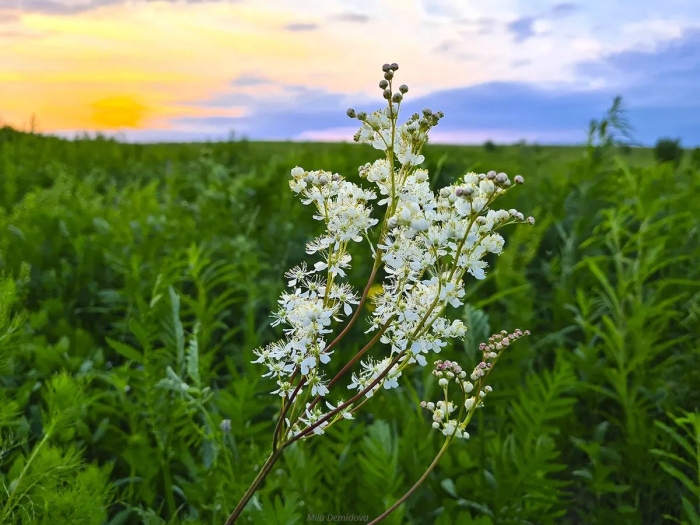 Таволга вязолистная