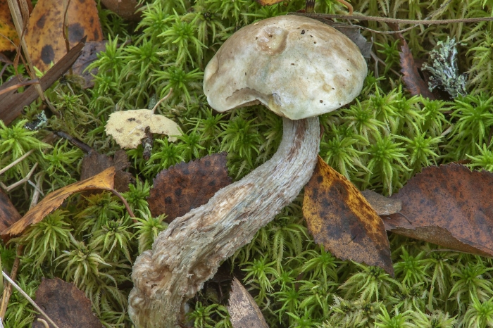 Подберезовик болотный leccinum holopus