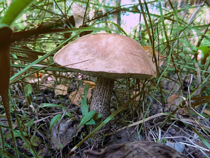 Подберезовик обыкновенный