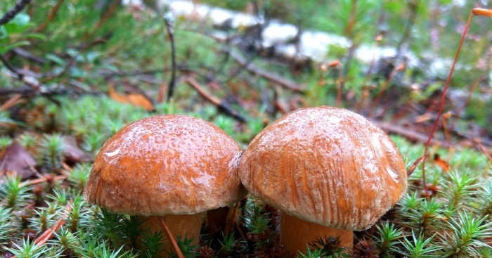 Масленок моховик желто бурый