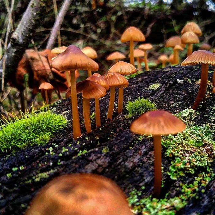 Псилоцибиновые поганки галлюциногенные грибы