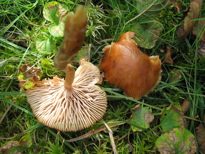 Опенок чеканный armillaria ectypa