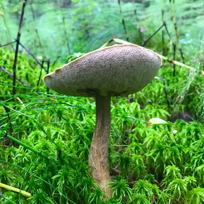 Моховик болотный