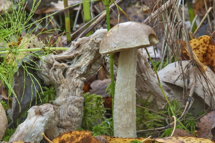 Подберезовик белый болотный