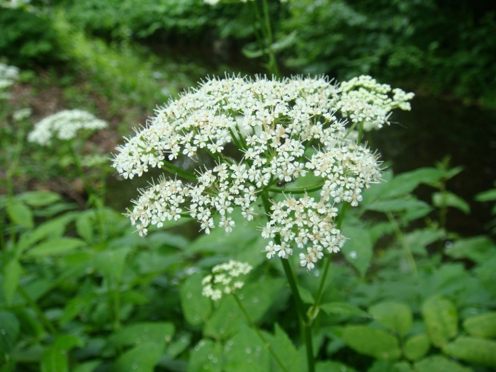 Сныть (aegopodium podagraria)