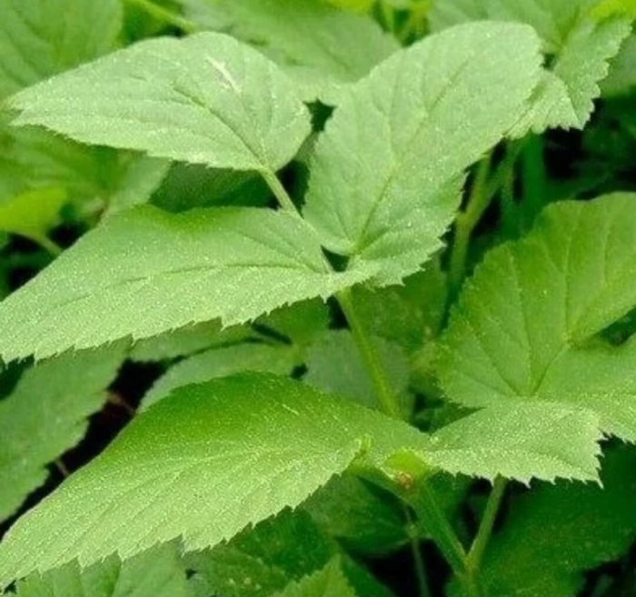 Сныть обыкновенная aegopodium podagraria