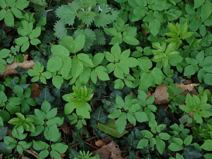 Aegopodium podagraria