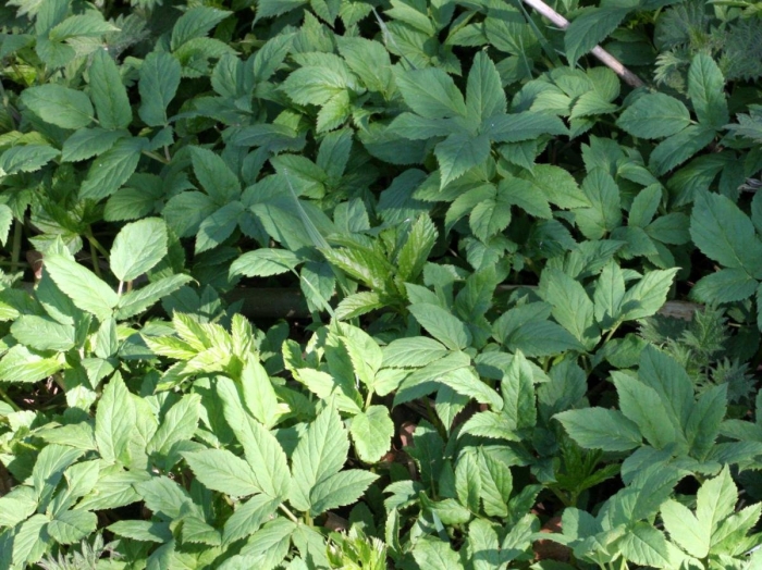 Растение сныть