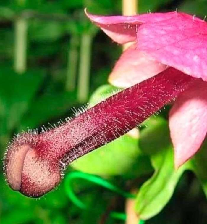 Цветок похожий на член