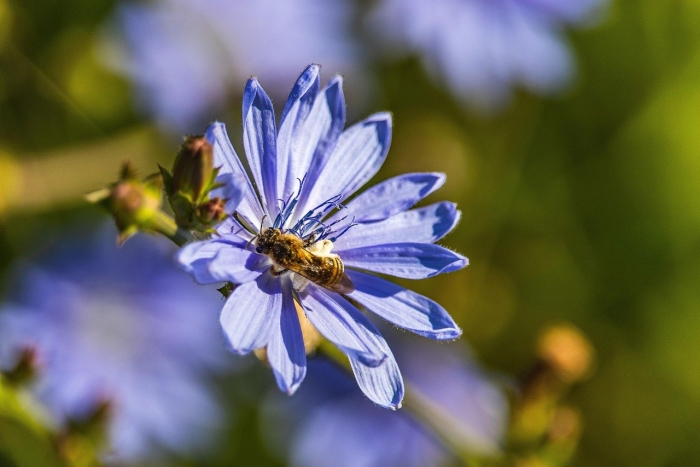Цикорий обыкновенный