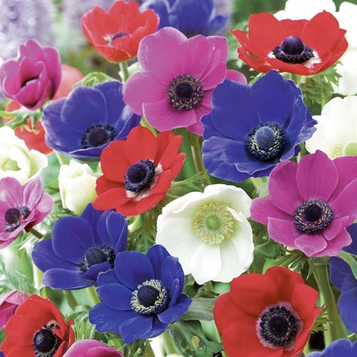 Анемона де каен