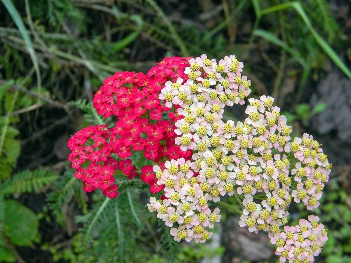 Тысячелистник обыкновенный achillea millefolium