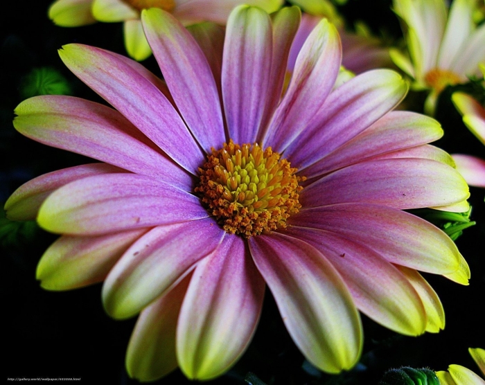 Цветок красивый