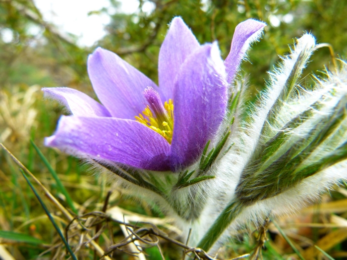 Прострел (pulsatilla)