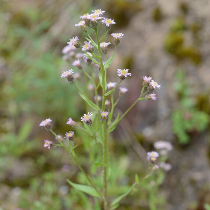 Erigeron acris