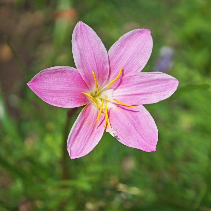 Зефирантес карината