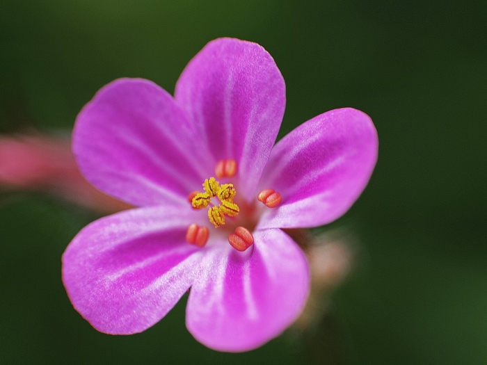 Зубянка пятилистная