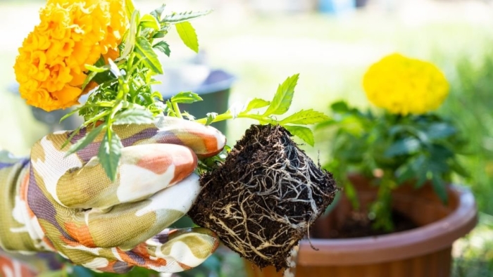 Рассада бархатцев