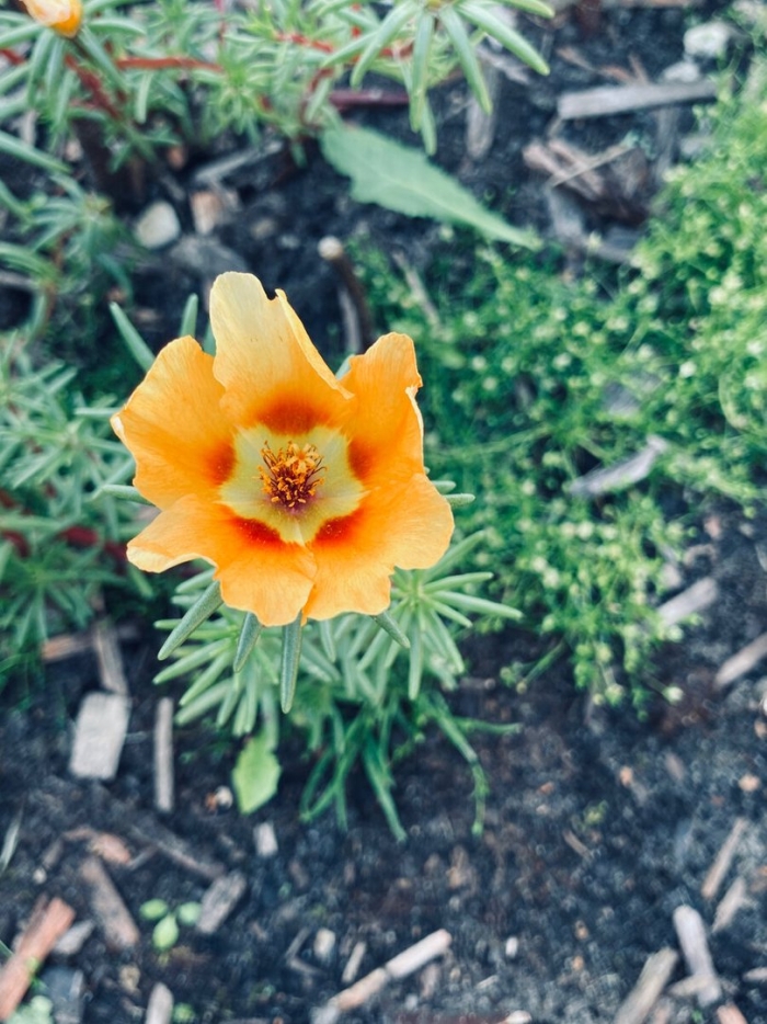 Цветок портулак