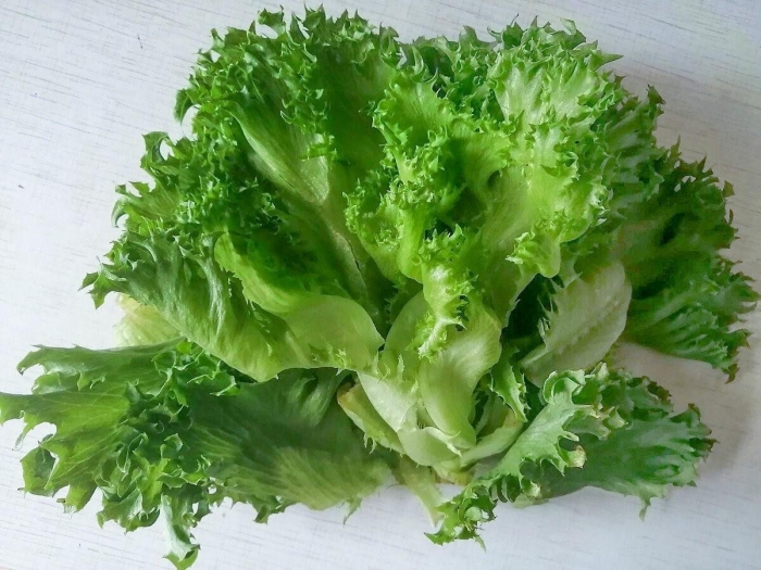 Латук фриллис