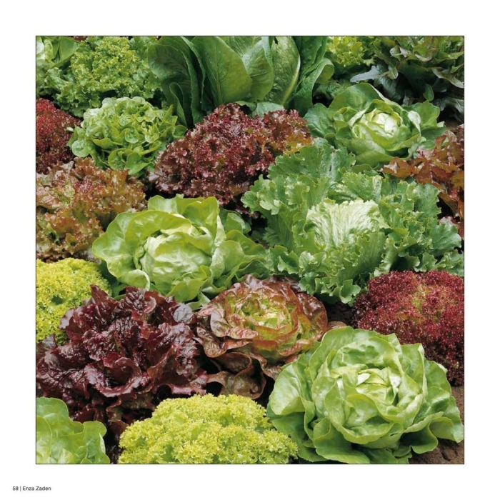 Латук огородный