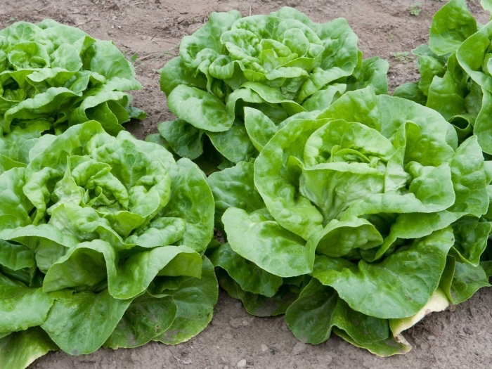 Латук кочанный