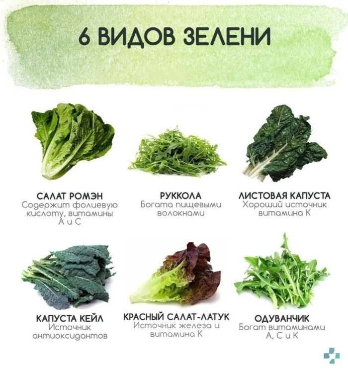 Виды салата листового