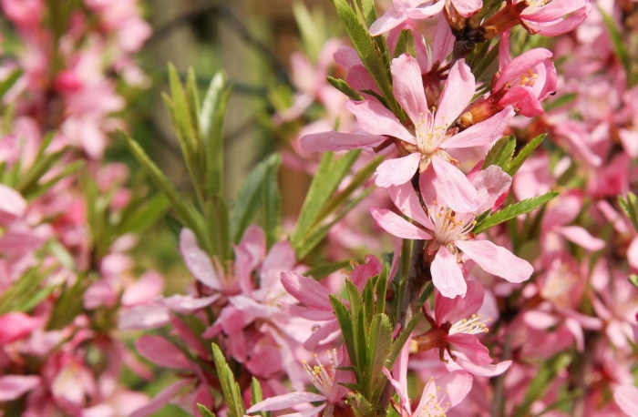 Миндаль степной (prunus tenella)
