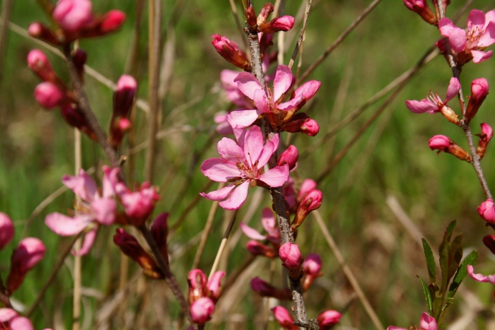 Миндаль степной