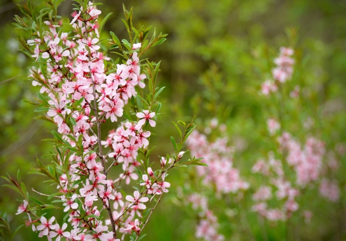 Миндаль степной бобовник