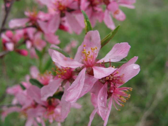 Миндаль степной «fire hill»