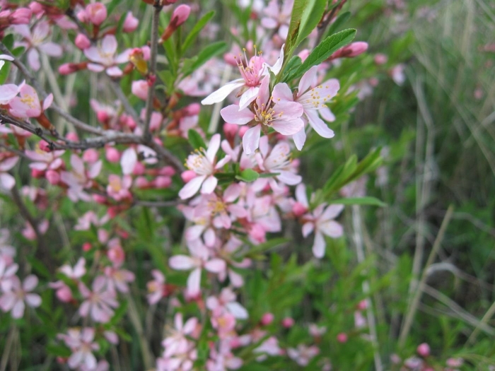 Миндаль низкий степной бобовник