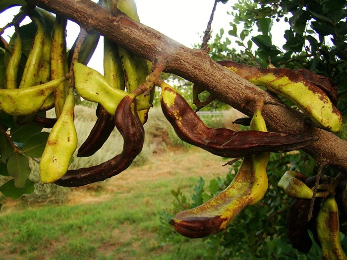 Цератония рожковое дерево