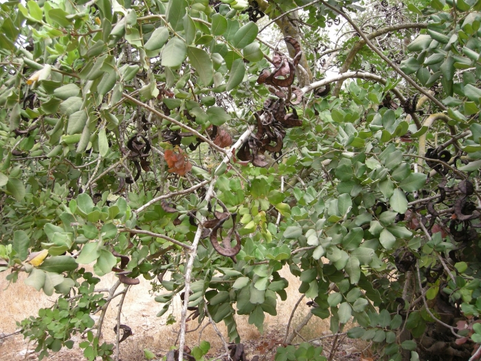 Цератония карат