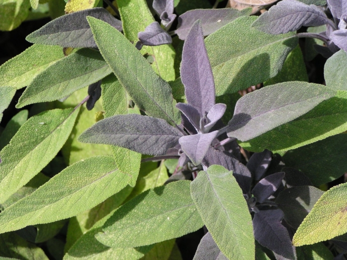 Salvia officinalis purpurascens