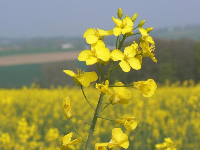 Рапс канола