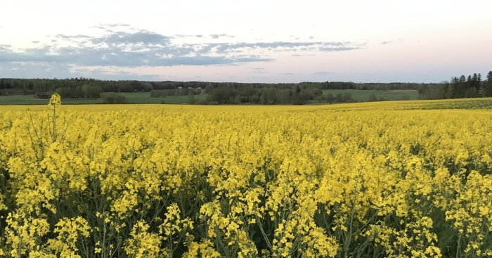 Колос рапса