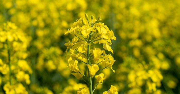 Сурепка сидерат