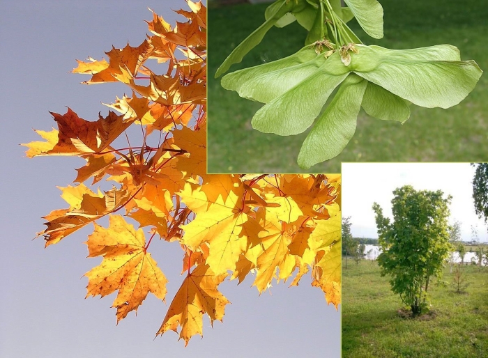 Остролистный клен