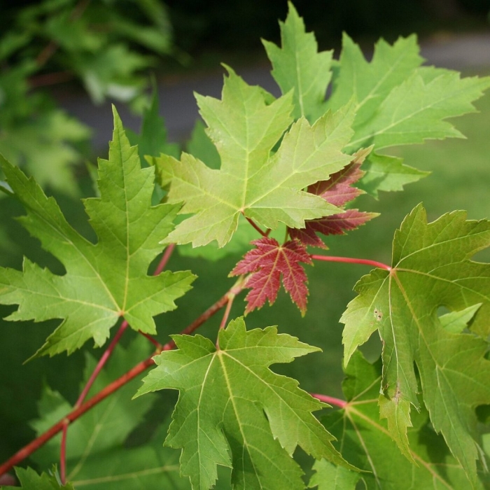 Acer saccharinum