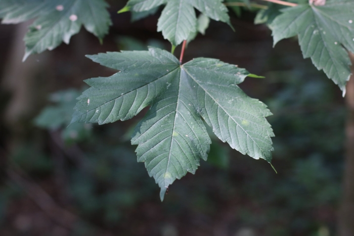 Клен трехпалый