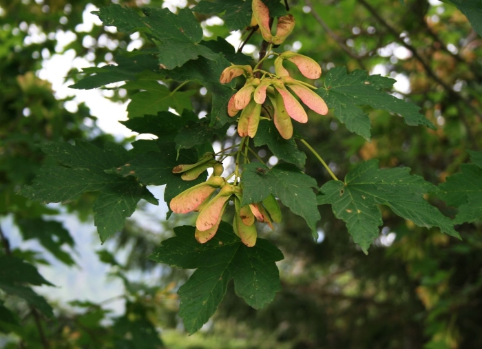 Клён траутфеттера