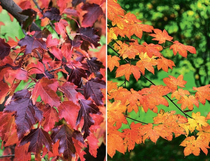 Клен красный acer rubrum