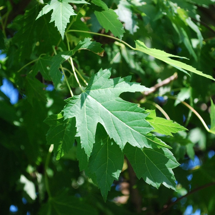 Клён сахаристый (acer saccharinum)