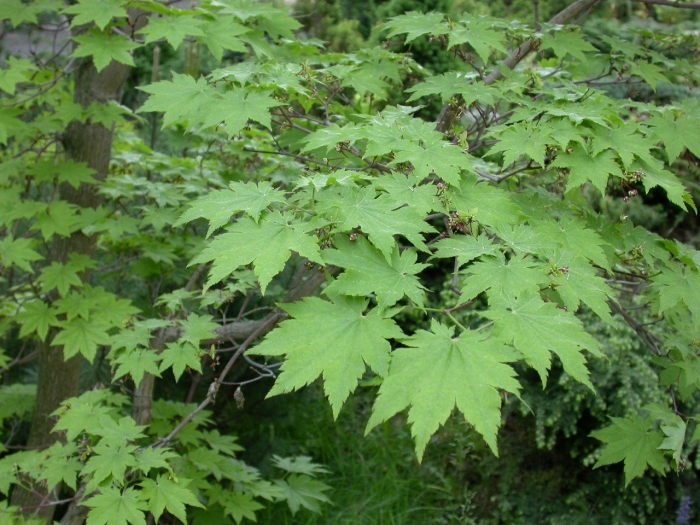 Acer shirasawanum jordan