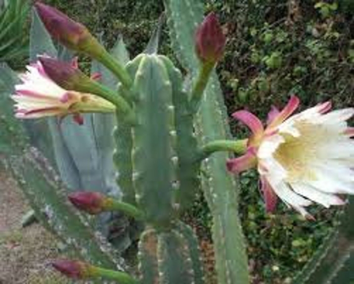 Кактус цереус перуанский