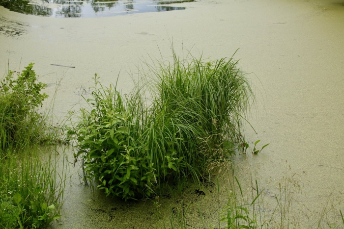 Осока болотная