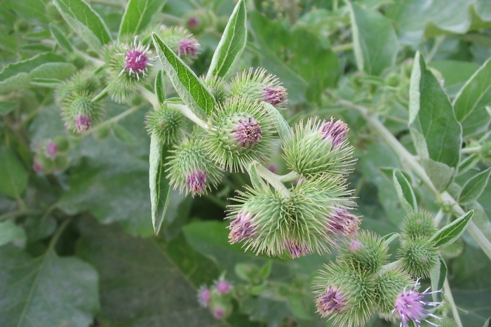 Репейник малый