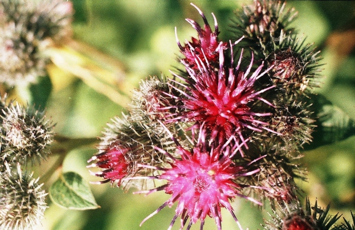 Репейник луговой